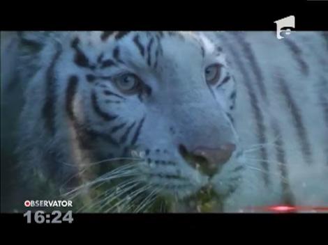 Trei pui de tigru bengalez alb au fost prezentați la o grădină zoologică din Buenos Aires