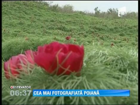 Poiana bujorilor de stepă