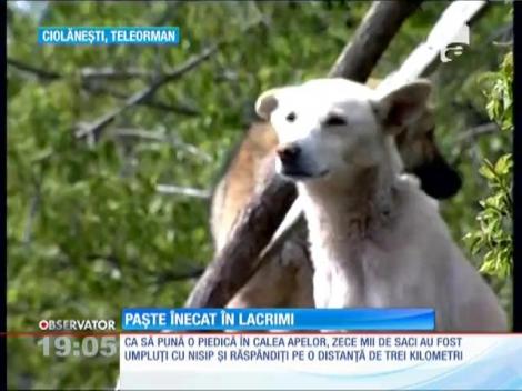 Cod roşu de inundaţii în patru judeţe