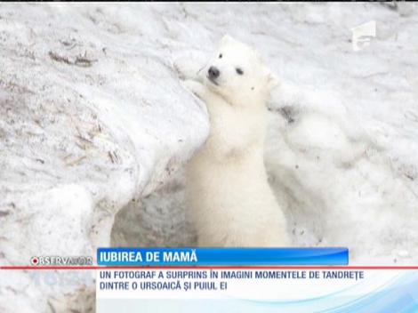 Câtă tandreţe între o ursoaică şi puiul ei!