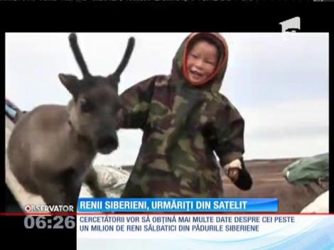 Cea mai mare turmă de reni sălbatici, monitorizată din satelit