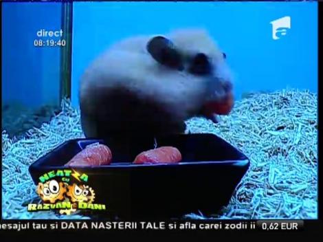 Smiley News: Hamsterul care înghite cinci morcovi