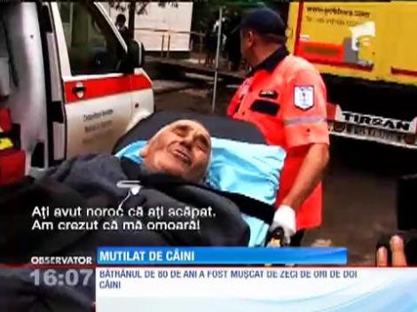 Un bătrânt din Vaslui a fost mutilat de doi câini ciobăneşti