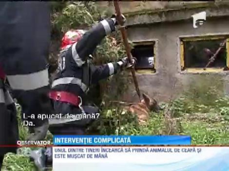 Câine salvat dintr-un canal