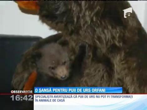 O șansă pentru doi pui de urs orfani