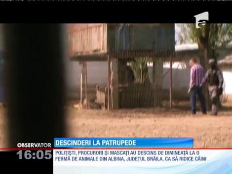 Hingherii au făcut descinderi la patrupede