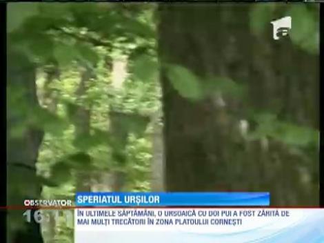 Vânătorii şi poliţiştii din Târgu Mureş au alungat urşii de la marginea oraşului