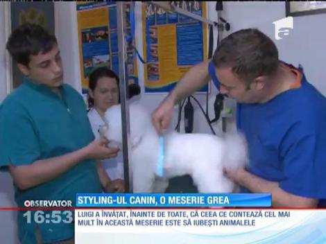 Styling-ul canin, o meserie grea