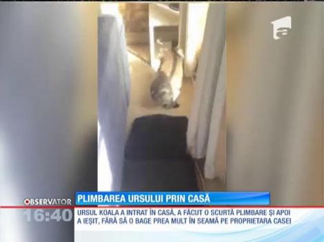 Plimbarea ursului Koala prin casă