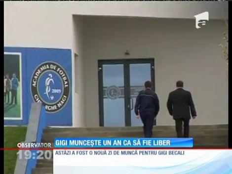 Gigi Becali munceşte un an că să fie liber