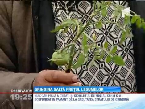 Grindina a făcut ravagii în agricultură