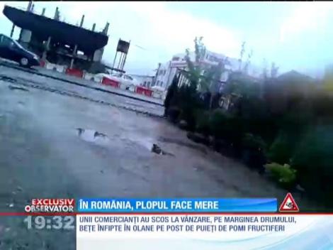 Primăvara se numără puieţii! Comerciaţii au scos la vânzare pomi fructiferi care arată ca nişte nuiele