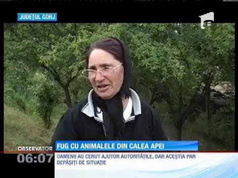 Ploile torenţiale au făcut ravagii şi în vestul ţării