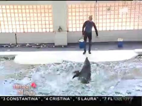Concurenții au asistat la un spectacol oferit de delfini!