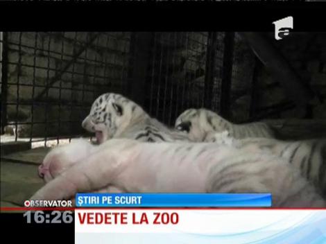 Sărbătoare la o grădină zoologică din Crimeea