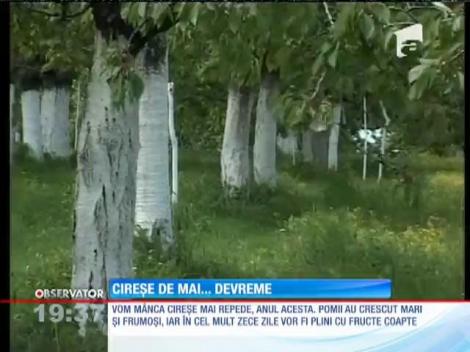 Cireşele s-au copt mai devreme anul acesta