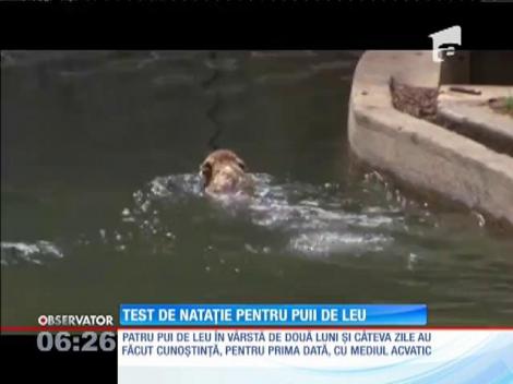 Test de nataţie pentru 4 pui de leu