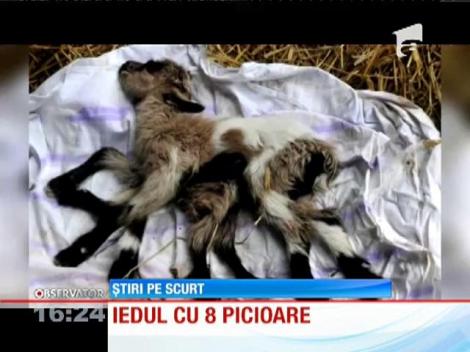 Un ied s-a născut cu opt picioare