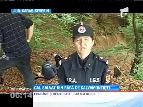 Cal salvat dintr-o râpă adâncă de 15 metri de salvamontişti