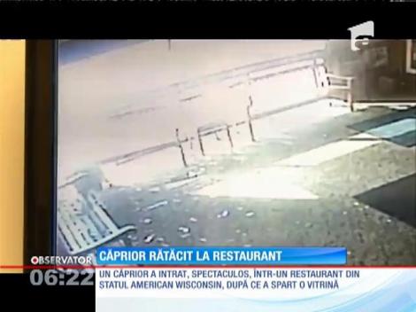 Căprior rătăcit la restaurant