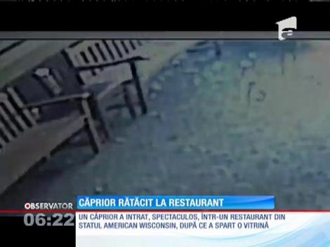 Un căprior rătăcit a luat cu asalt un restaurant