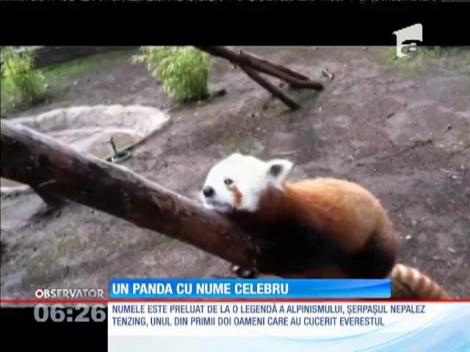 Un panda roşu cu nume celebru