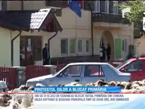 Protestul oilor a blocat primăria