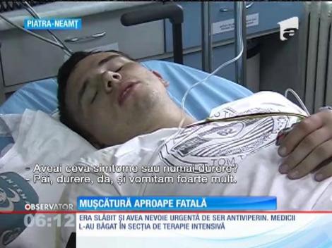 Un tânar a fost muşcăt de o viperă, în Harghita