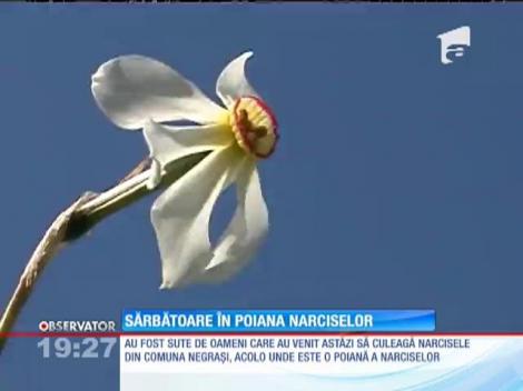 Sărbătoare în Poiana Narciselor, din județul Argeș