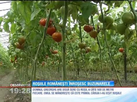 Roşiile româneşti înroşesc buzunarele