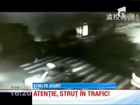 Un struţ a dat traficul peste cap, în Beijing