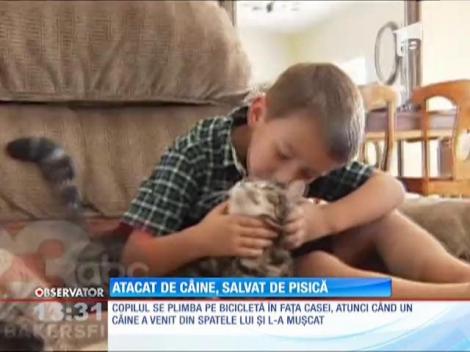 Un copil a fost atacat de un câine, dar a fost salvat de pisica familiei
