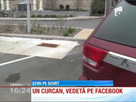 Un curcan, vedeta pe Facebook