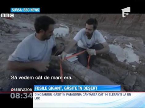 Descoperire INCREDIBILĂ! Fosile gigant, descoperite în Patagonia