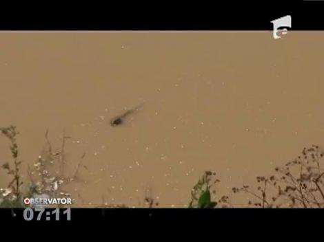 Un bărbat a fost luat de o viitură de pe malul Siretului