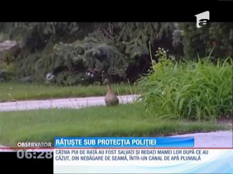 Răţuşte sub protecţia poliţiei