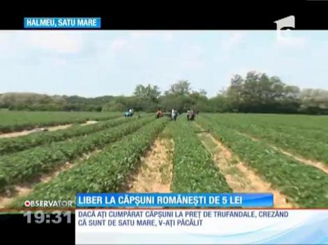 Au apărut căpşunile românești!