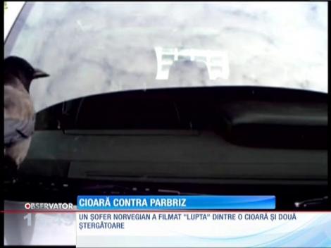 Un şofer norvegian a filmat "lupta" dintre o cioară şi două ştergătoare