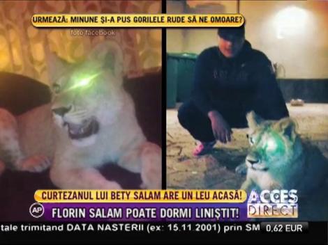 Curtezanul lui Betty Salam are un leu în curte!