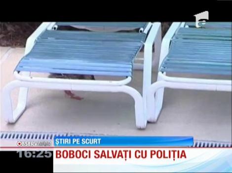 Boboci salvaţi de Poliţie