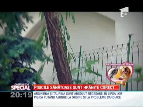 Pisicile sănătoase sunt hrănite corect