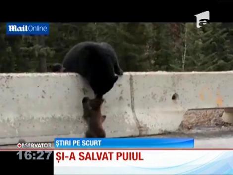 VIDEO! O ursoaică îşi salvează puiul din calea mașinilor