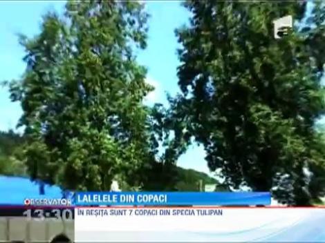 Spectacolul lalelelor din Reşiţa