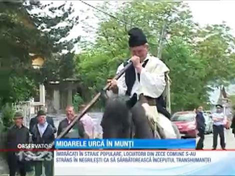 A început transhumanţa! Mioarele urcă în munţi de sfinţii Constantin şi Elena