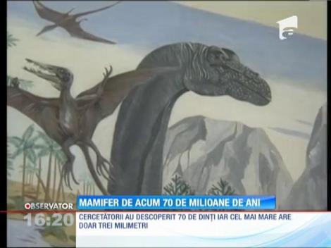 Mamifer de acum 70 de milioane de ani