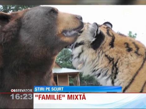 Ursul şi tigrul, cei mai buni prieteni