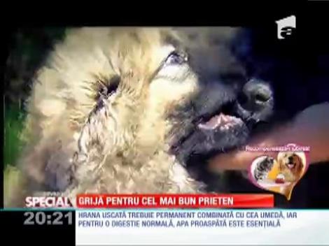 Grijă pentru cel mai bun prieten al omului