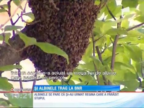 Un roi de albine agitate şi-a găsit adăpost în faţa sediului Băncii Centrale