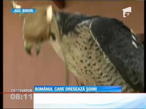 Românul care dresează șoimi