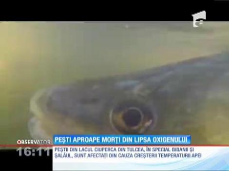 Tulcea: Pești din Lacul Ciuperca sunt afectați din cauza creșterii temperaturii apei
